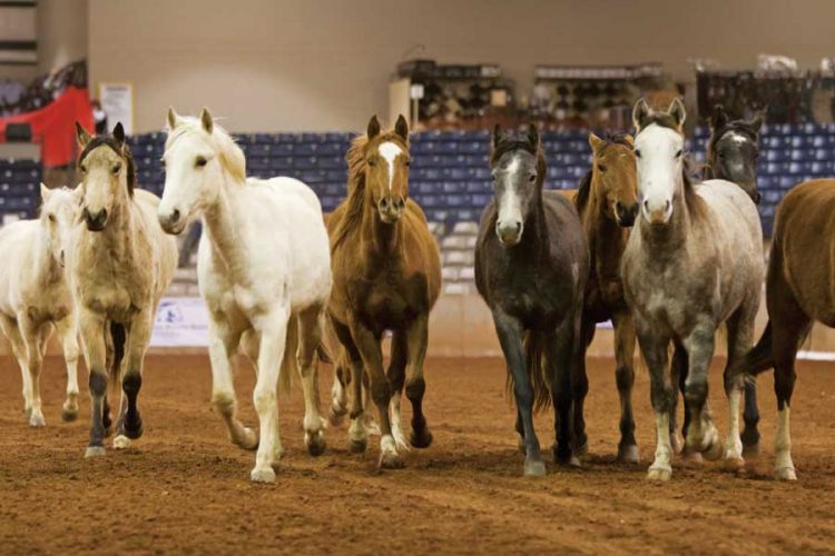 Road to the Horse: Breaking a Horse in Hours